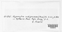 Hypoxylon rubiginosum image